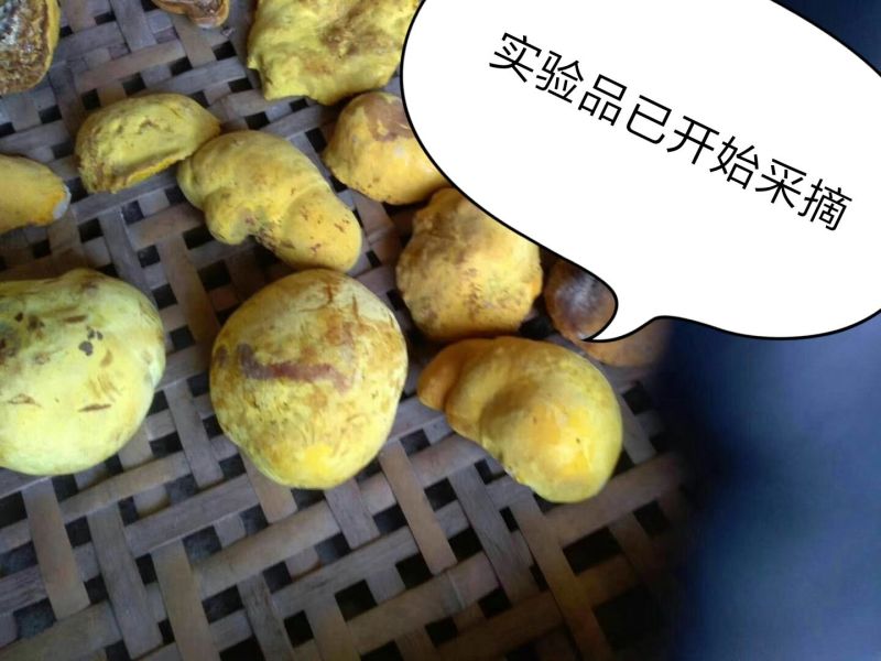 大量收购桑黄产品有货的朋友可以直接联系。