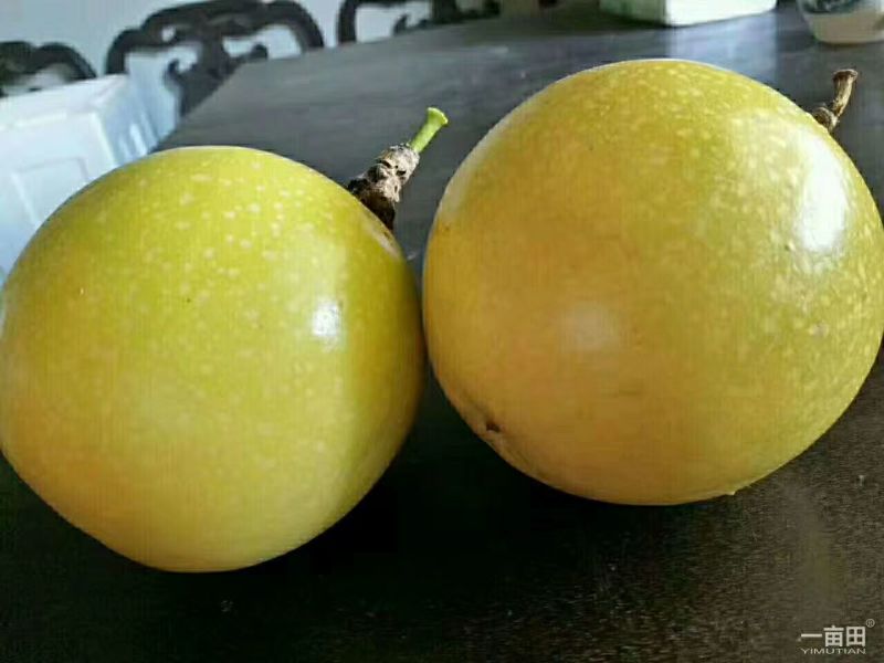 黄金百香果