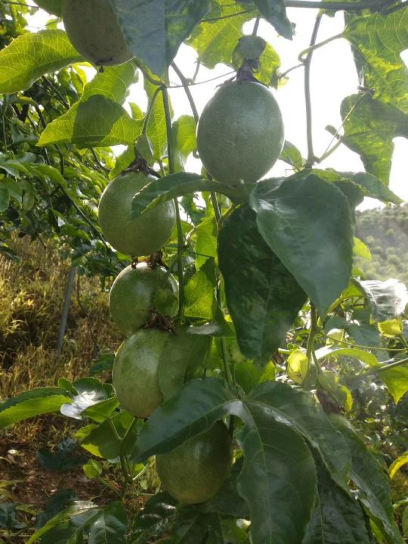 黄金百香果