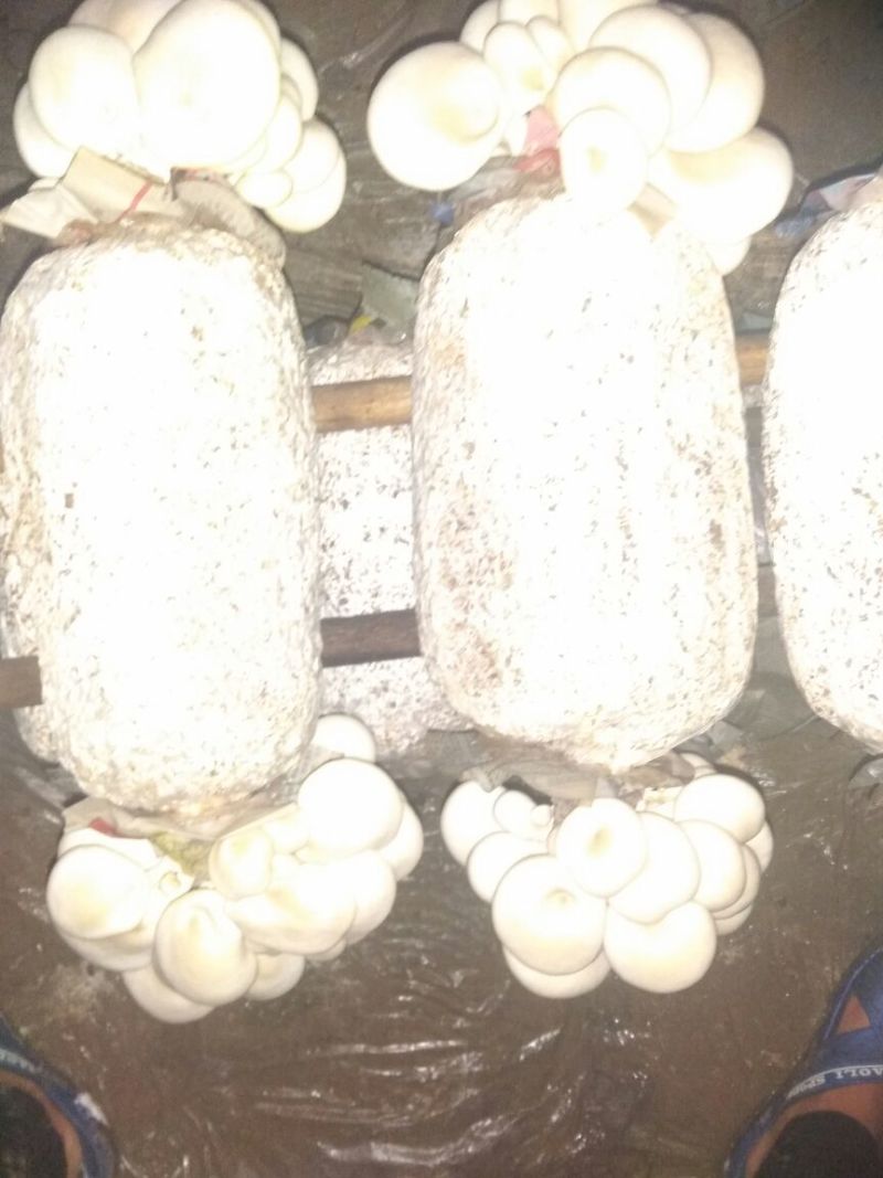 全年预定生产，平菇菌棒。