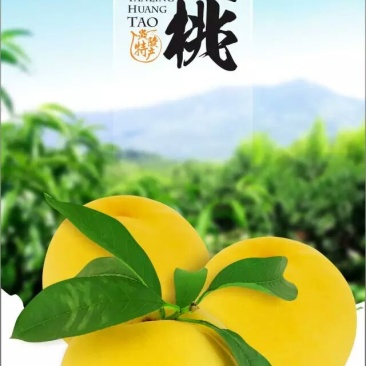 炎陵黄桃桃醉天下支持一件代发