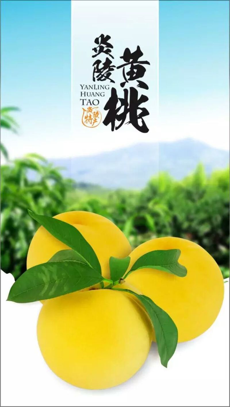 炎陵黄桃桃醉天下支持一件代发