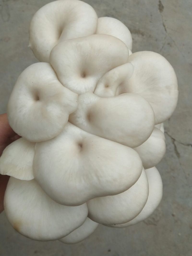 鲜平菇长年有货可代收送货上门，视频验货！