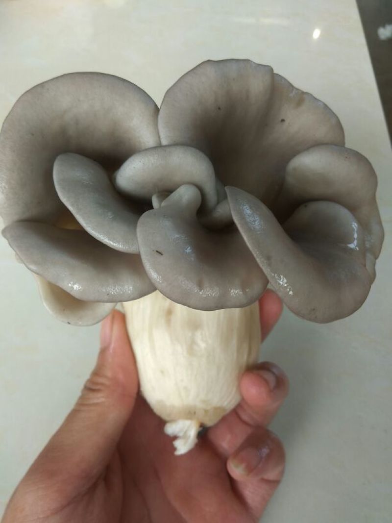 鲜平菇长年有货可代收送货上门，视频验货！