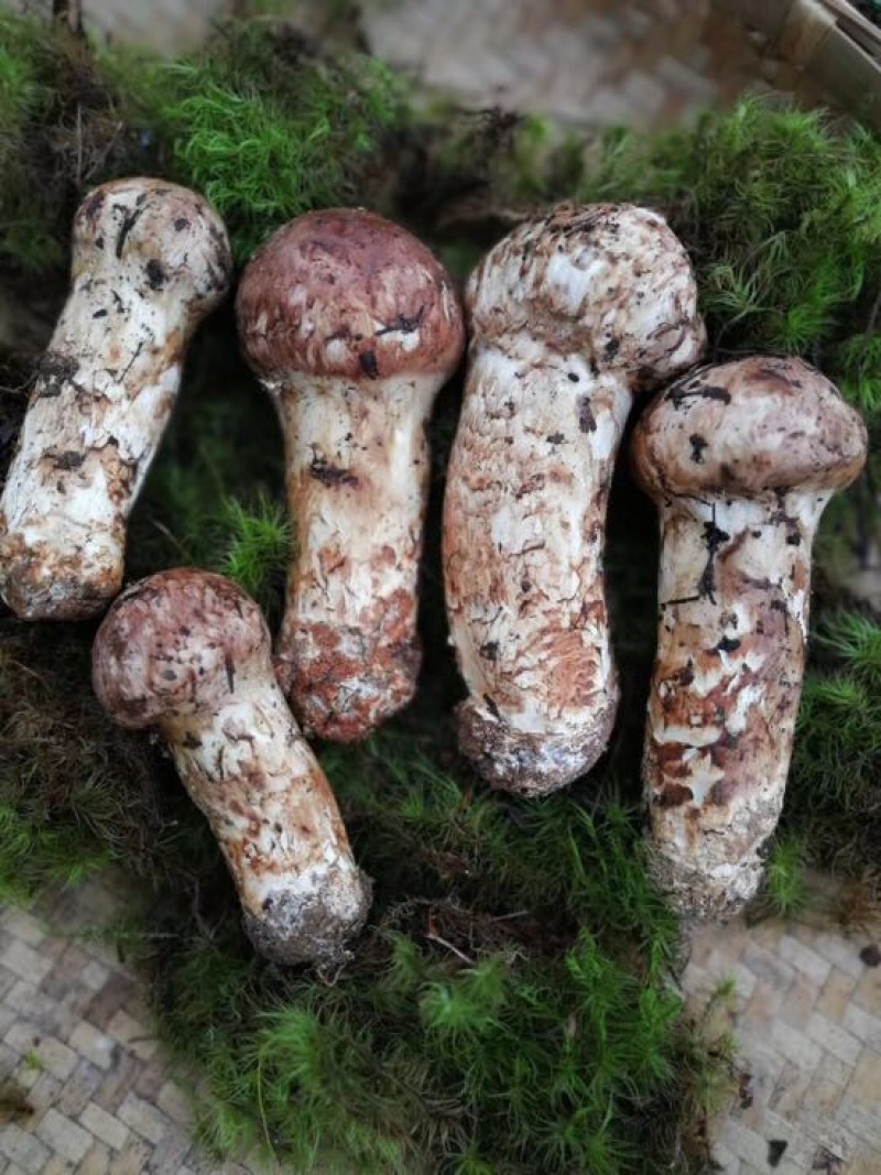 松茸特级8厘米以上