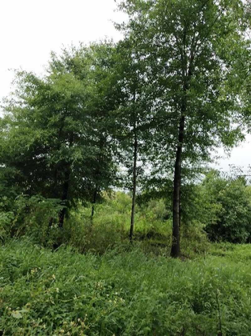 美国红枫6/7/8/10公分