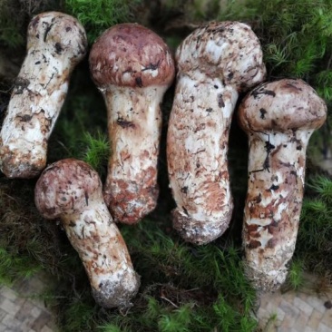 松茸特级8厘米以上