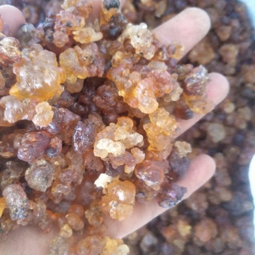 桃胶各种品质产地直发价格优势，欢迎客商选购