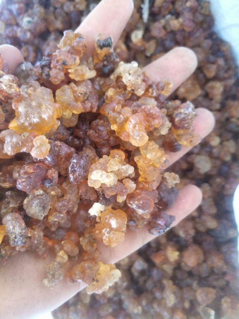 桃胶各种品质产地直发价格优势，欢迎客商选购