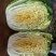 大白菜毛菜7斤以上