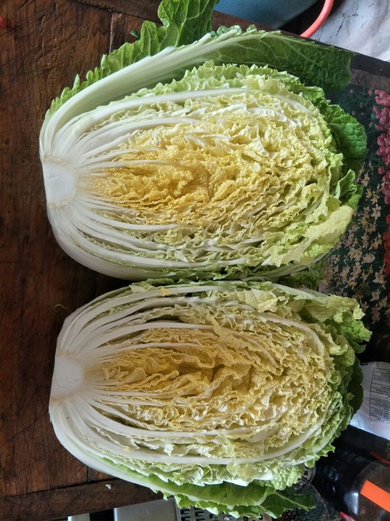 大白菜毛菜7斤以上