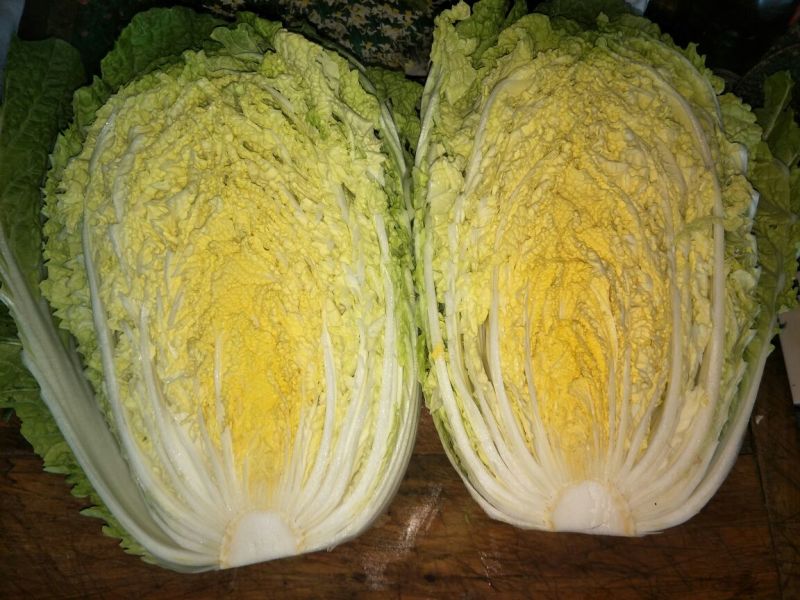 大白菜毛菜7斤以上