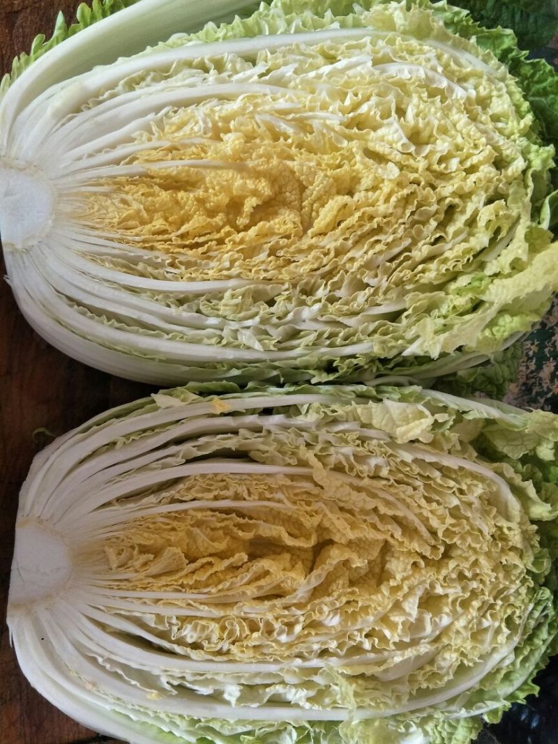 大白菜毛菜7斤以上