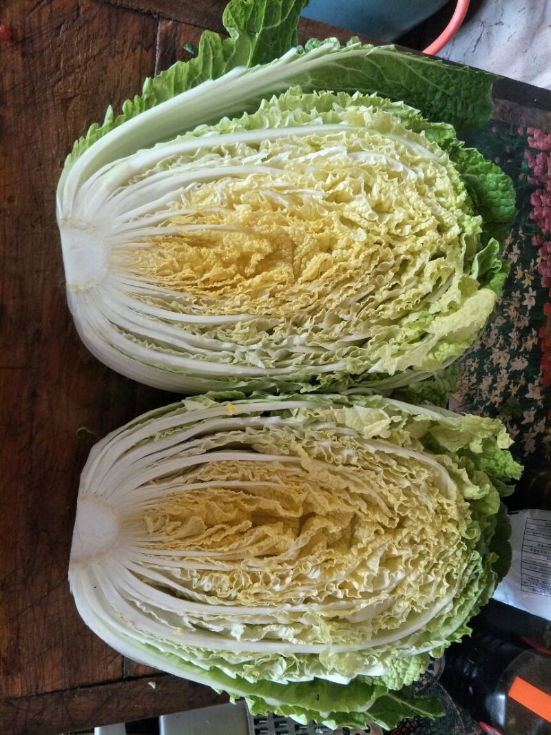 大白菜毛菜7斤以上