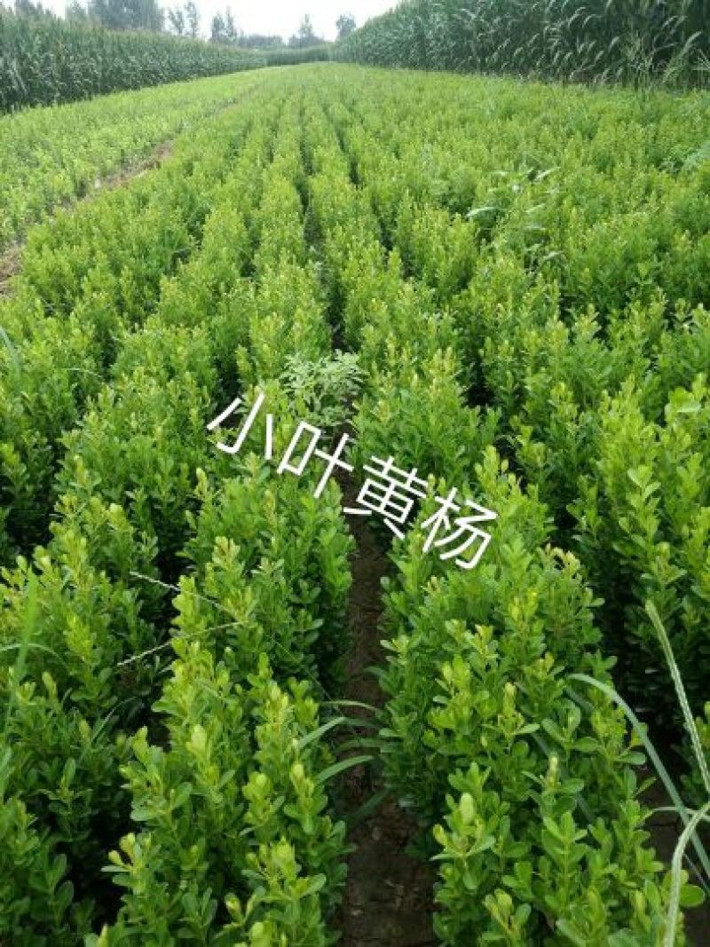 不落叶🍂金叶女贞，为毛，大，小叶黄杨
