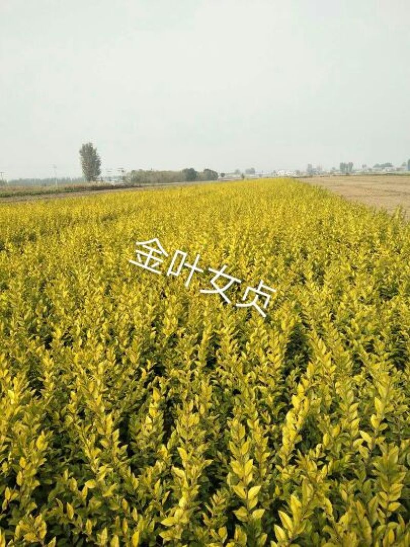 不落叶🍂金叶女贞，为毛，大，小叶黄杨