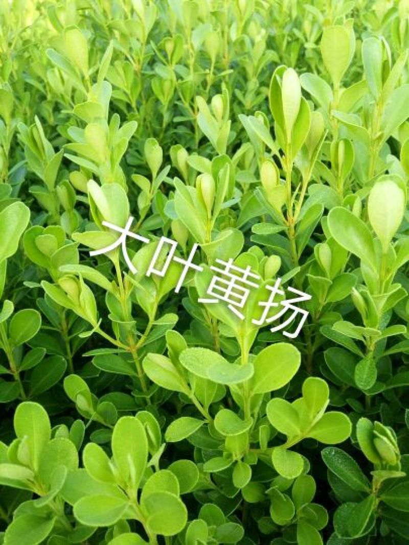 不落叶🍂金叶女贞，为毛，大，小叶黄杨