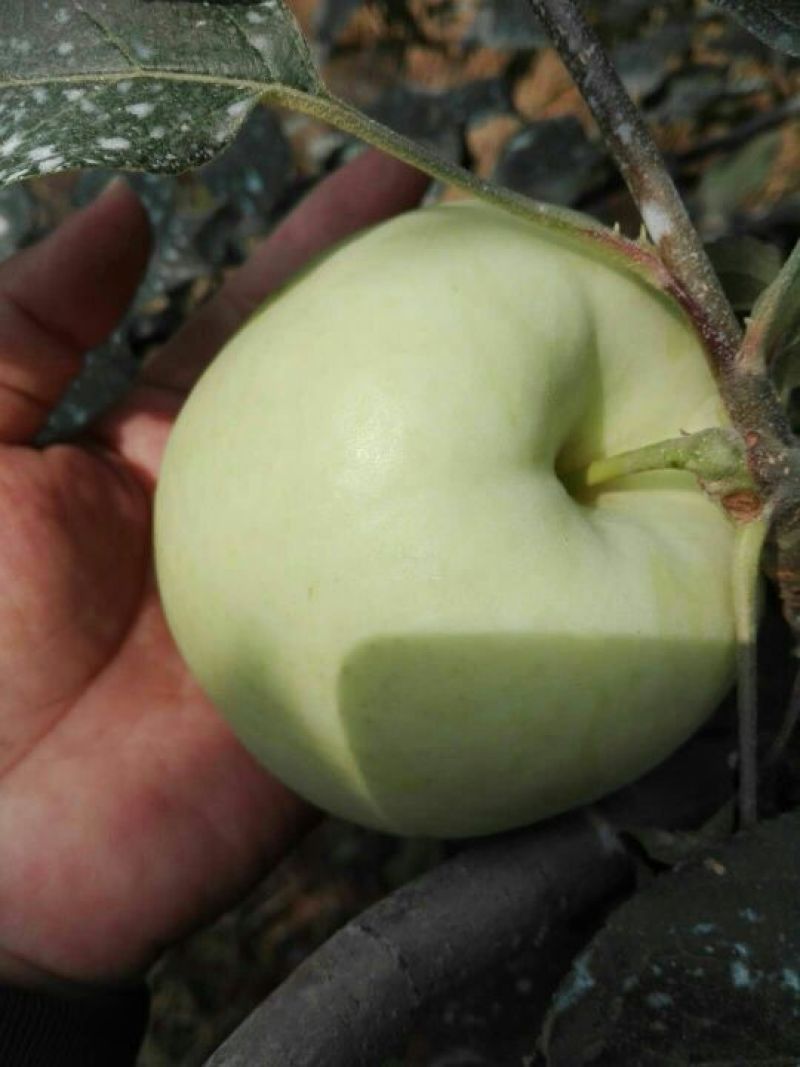 早熟华硕苹果摘袋啦