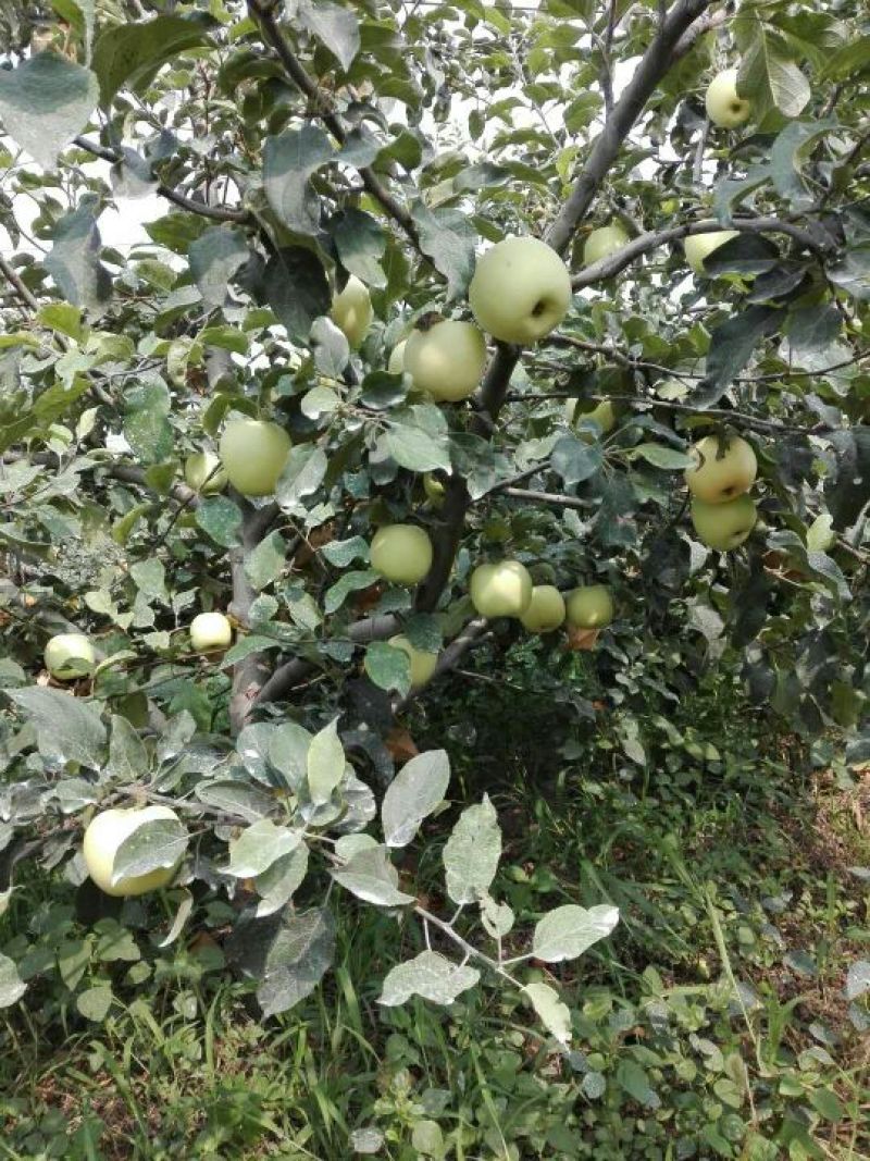 早熟华硕苹果摘袋啦