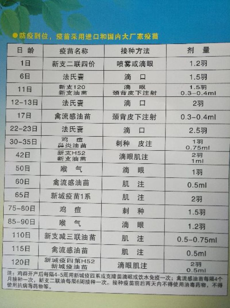 京粉，罗曼灰，鸡苗