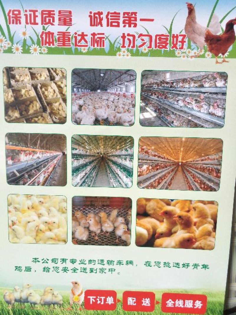 京粉，罗曼灰，鸡苗