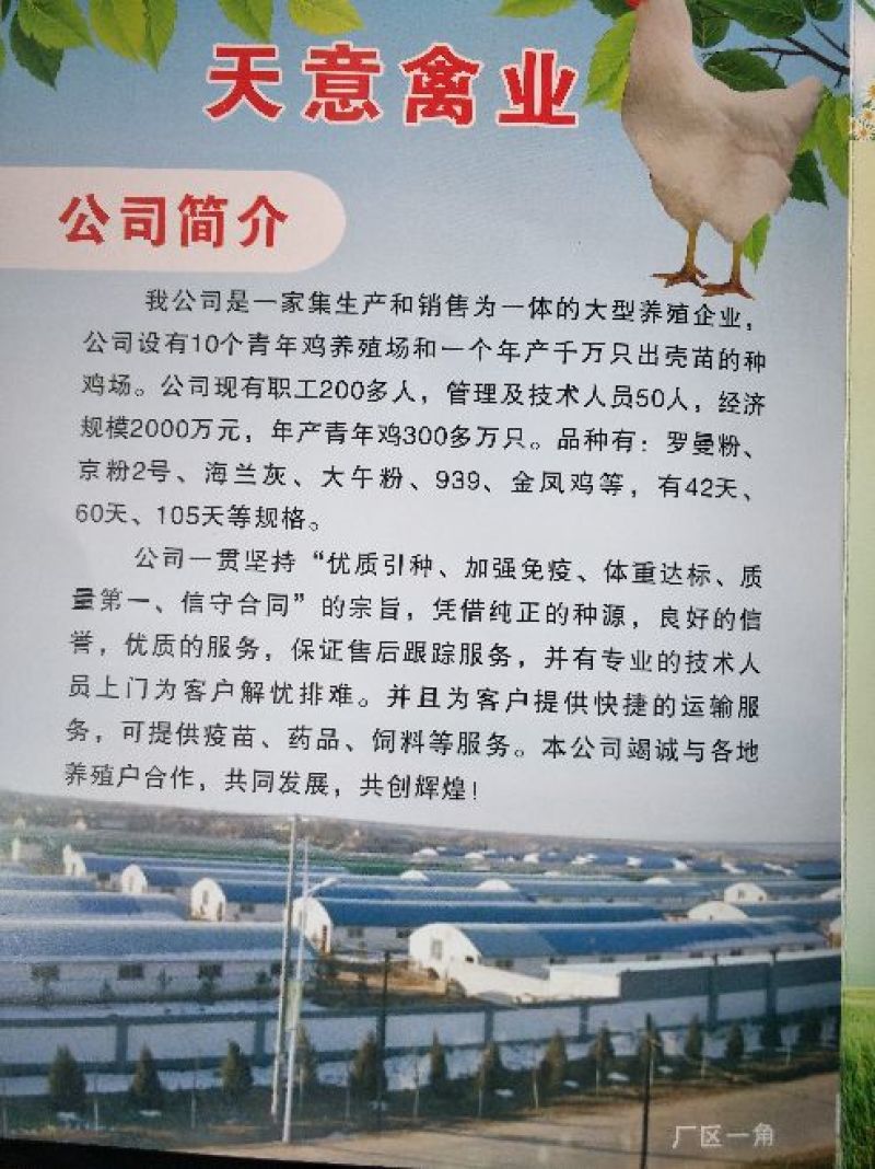 京粉，罗曼灰，鸡苗