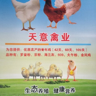 京粉，罗曼灰，鸡苗