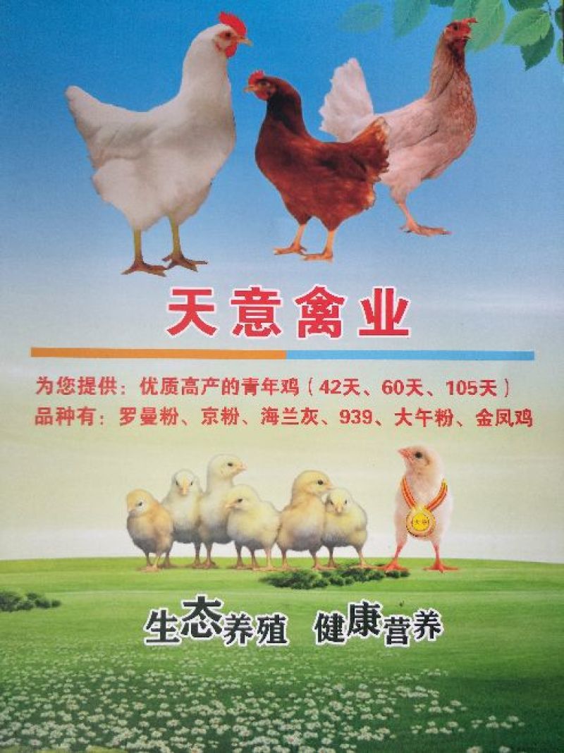京粉，罗曼灰，鸡苗