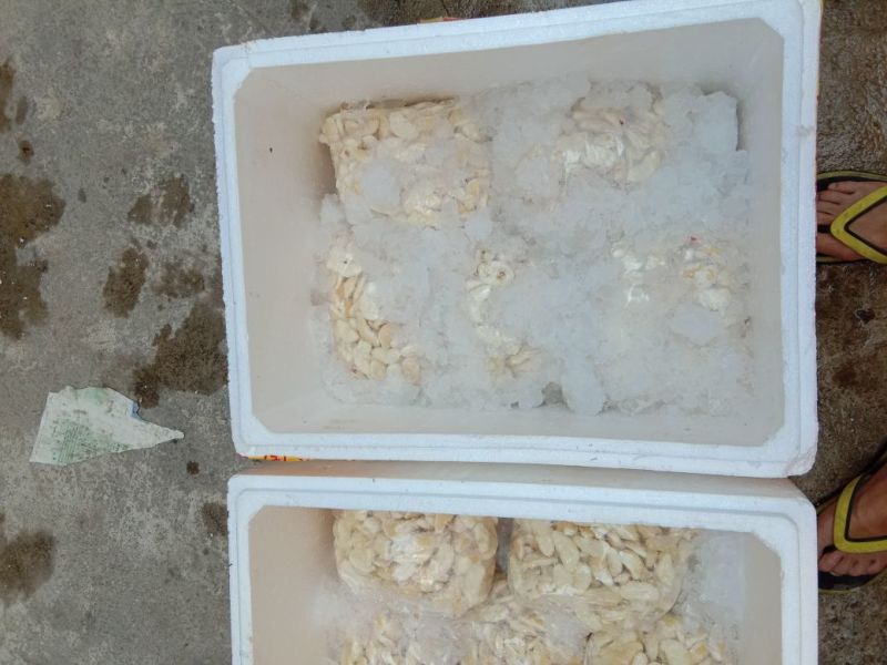 嫩菱角米潮州金沙江水源活水菱角新鲜现剥质量上乘！