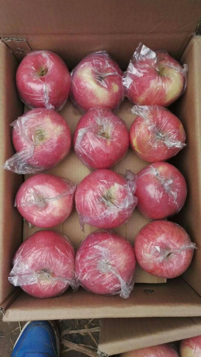嘎啦苹果山东苹果嘎啦苹果批发基地货源充足质量有保障