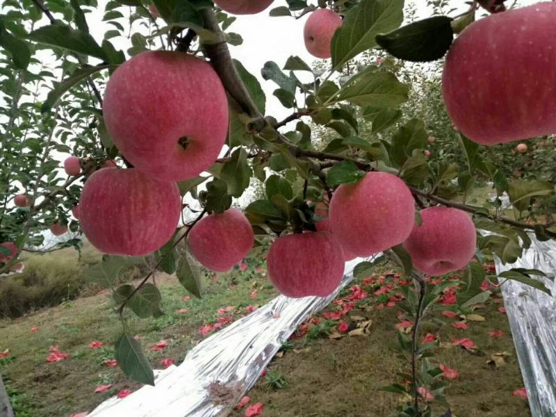 嘎啦苹果山东苹果嘎啦苹果批发基地货源充足质量有保障
