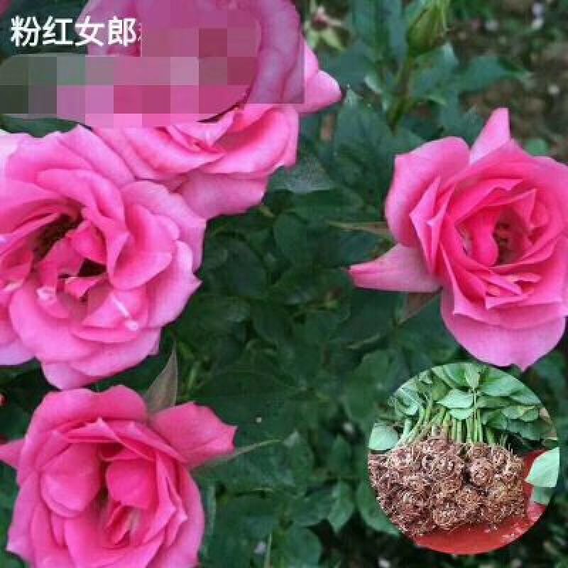 月季花苗