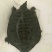 野生甲鱼