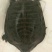 野生甲鱼