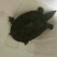 野生甲鱼