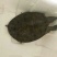 野生甲鱼