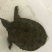 野生甲鱼