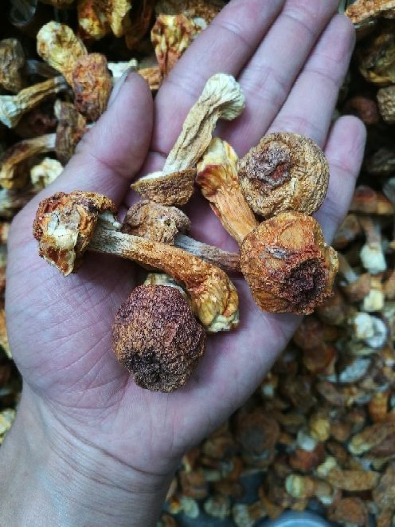姬松茸又名巴西菇