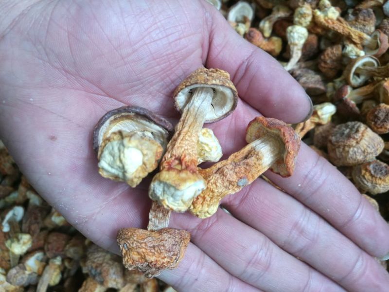 姬松茸又名巴西菇