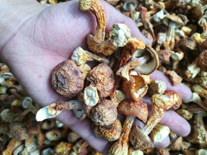 姬松茸又名巴西菇