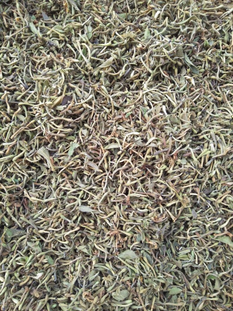 金银花仔