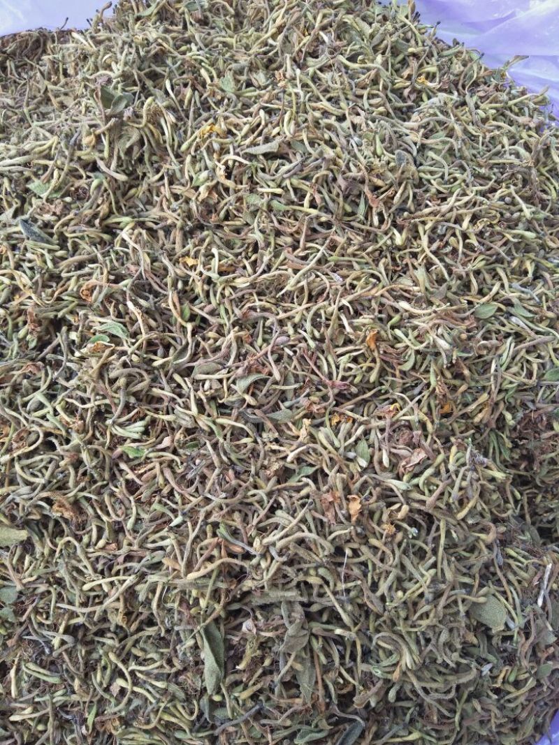 金银花仔