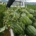 四川红密露天西瓜大量上市自己种植个大皮薄欢迎联系