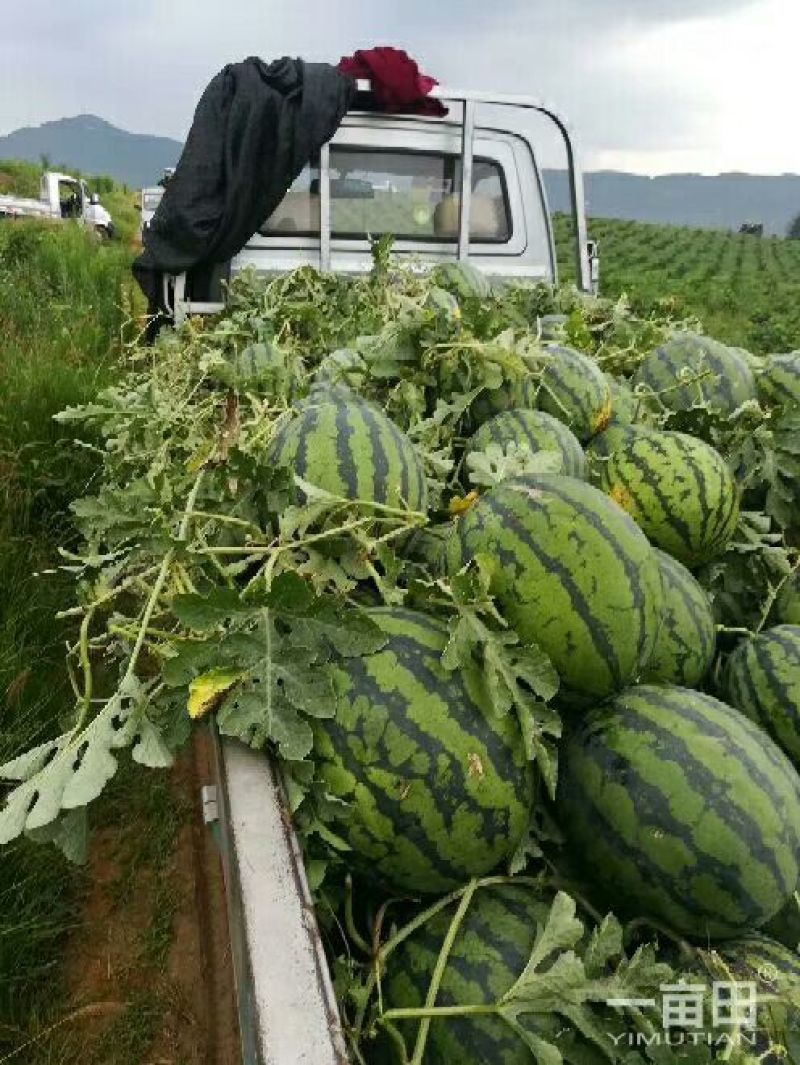 四川红密露天西瓜大量上市自己种植个大皮薄欢迎联系