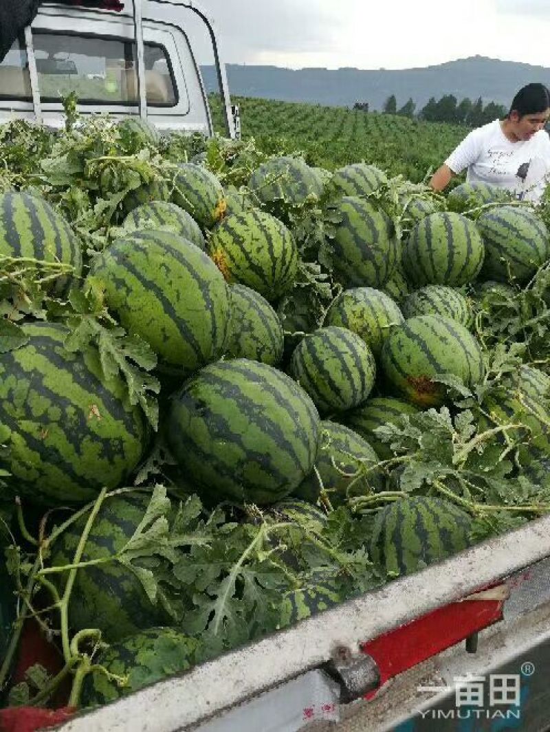 四川红密露天西瓜大量上市自己种植个大皮薄欢迎联系