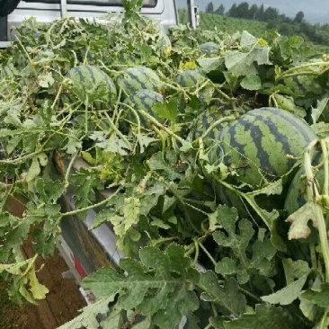 四川红密露天西瓜大量上市自己种植个大皮薄欢迎联系