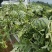 四川红密露天西瓜大量上市自己种植个大皮薄欢迎联系