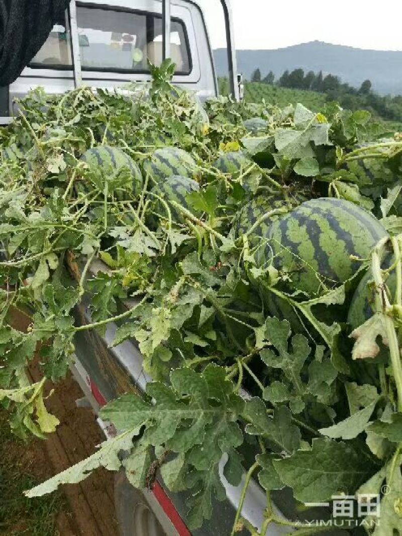 四川红密露天西瓜大量上市自己种植个大皮薄欢迎联系