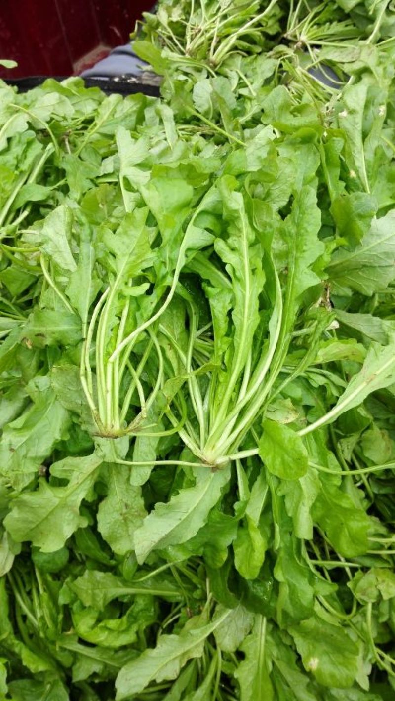 精选荠菜种子厂家发货视频当地看货拉货