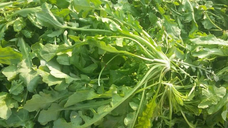 精选荠菜种子厂家发货视频当地看货拉货